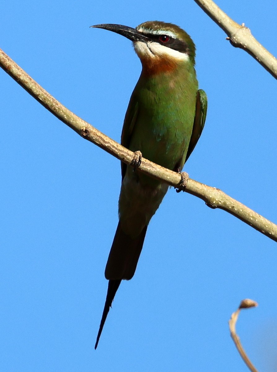 Olive Bee-eater - ML644911266