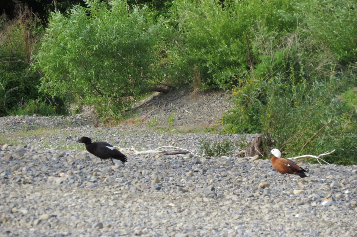 Tarro Maorí - ML644911282