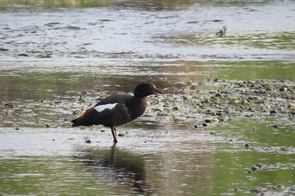 Tarro Maorí - ML644911285