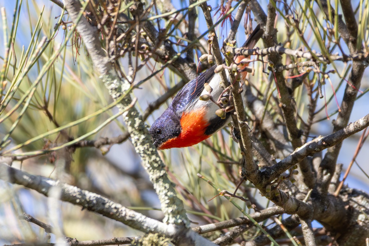 Mistletoebird - ML644911309