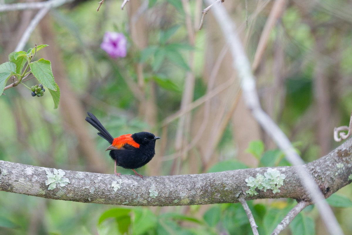 černáček rudohřbetý - ML644911310