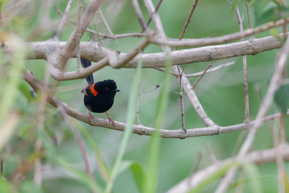 černáček rudohřbetý - ML644911318