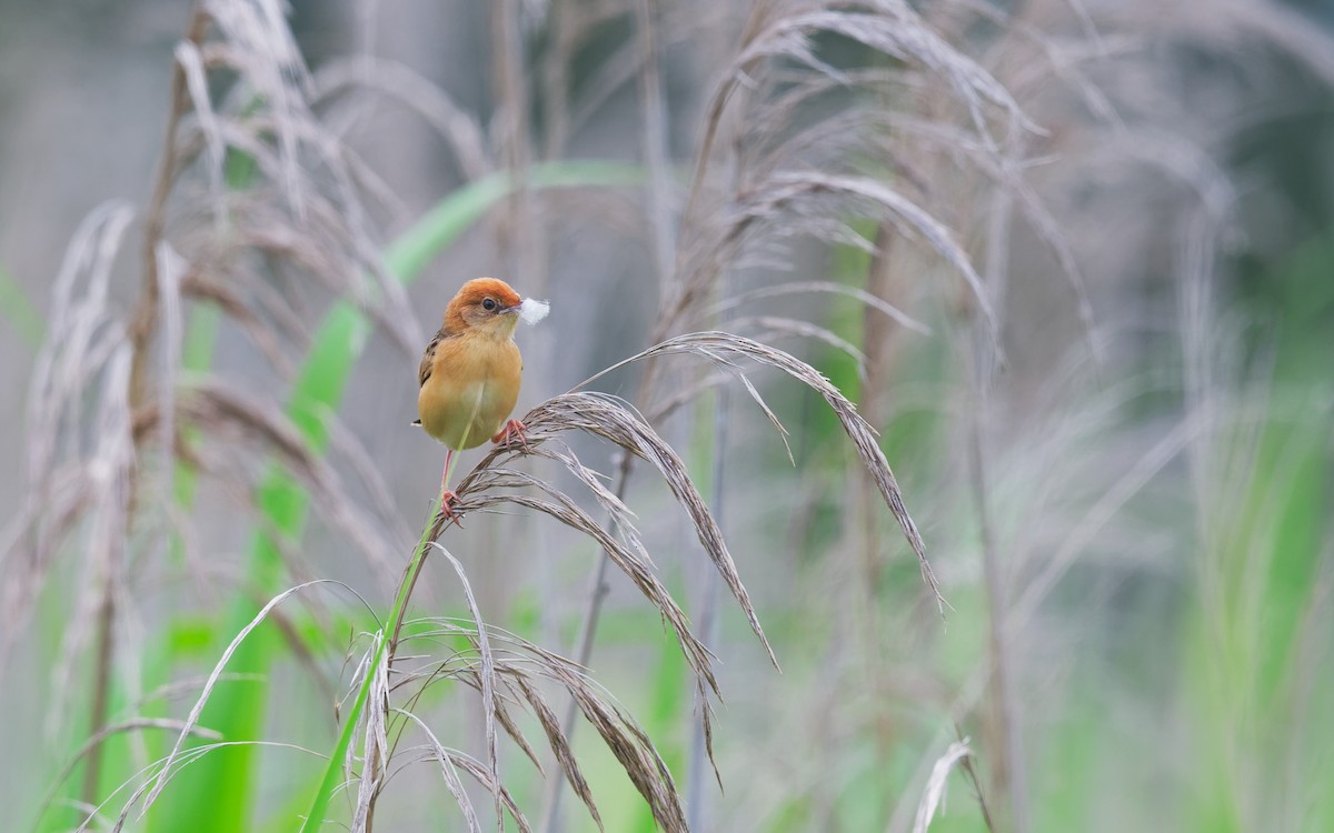 Golden-headed Cisticola - ML644911330