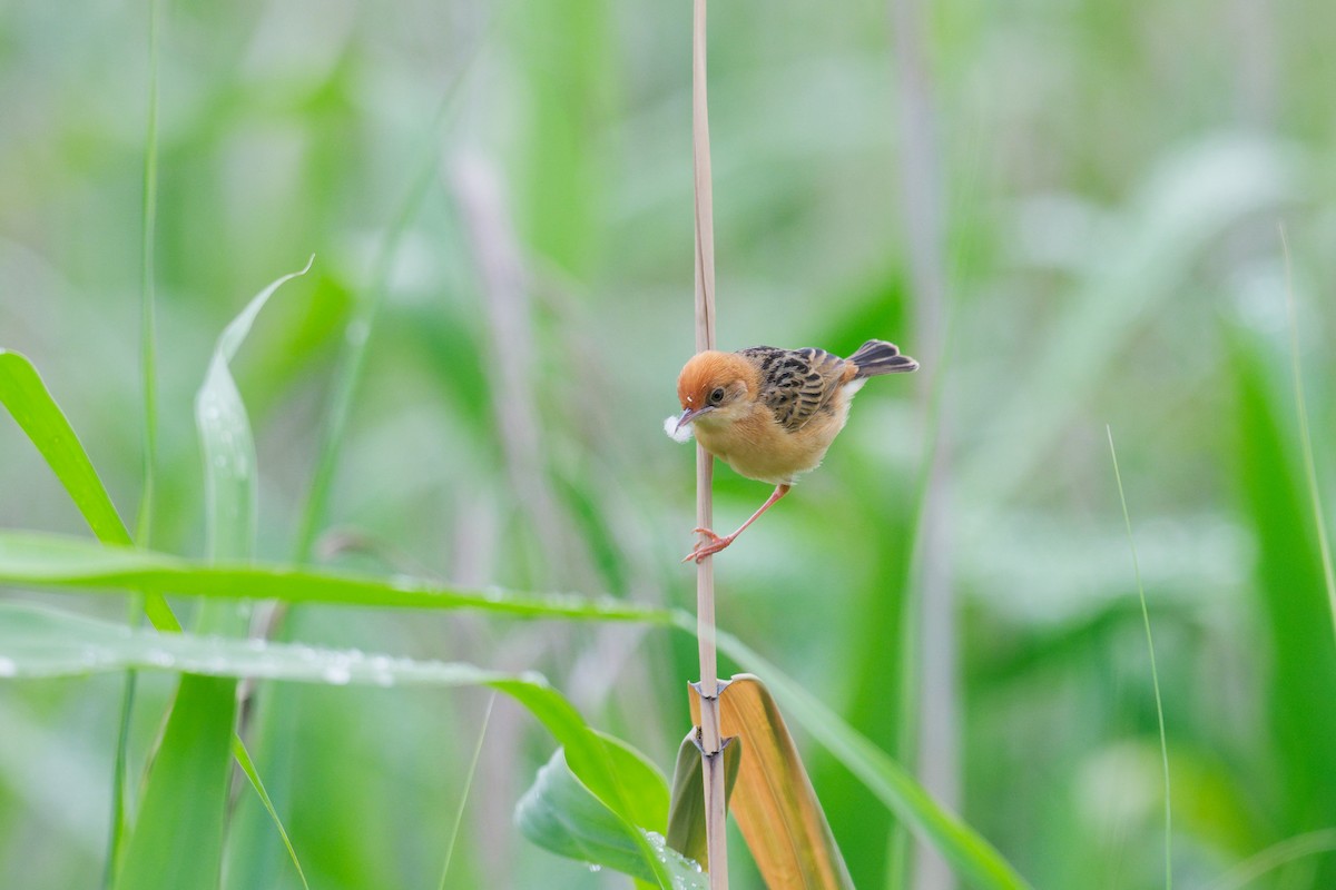 Golden-headed Cisticola - ML644911332