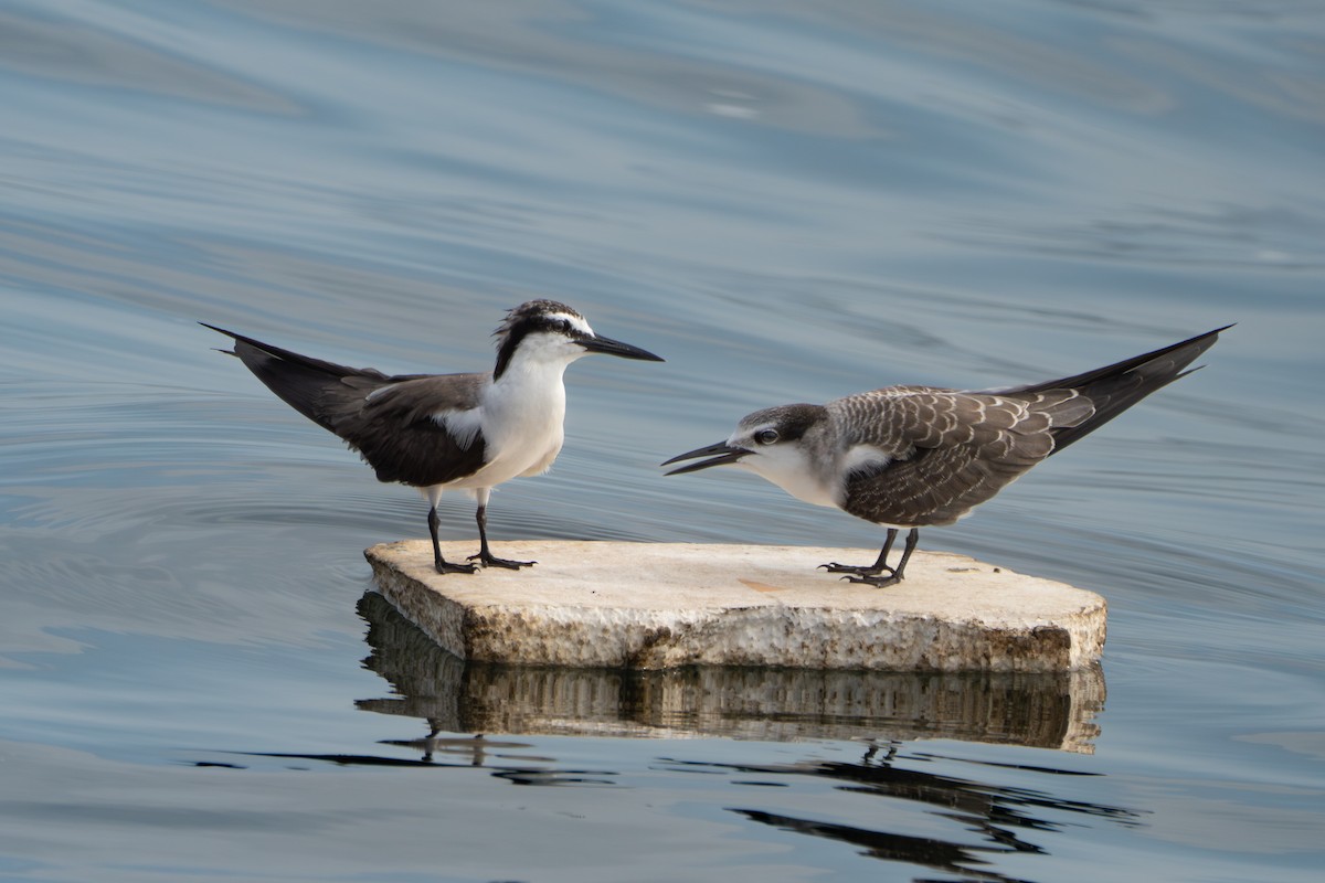 שחפית רסן - ML644911333