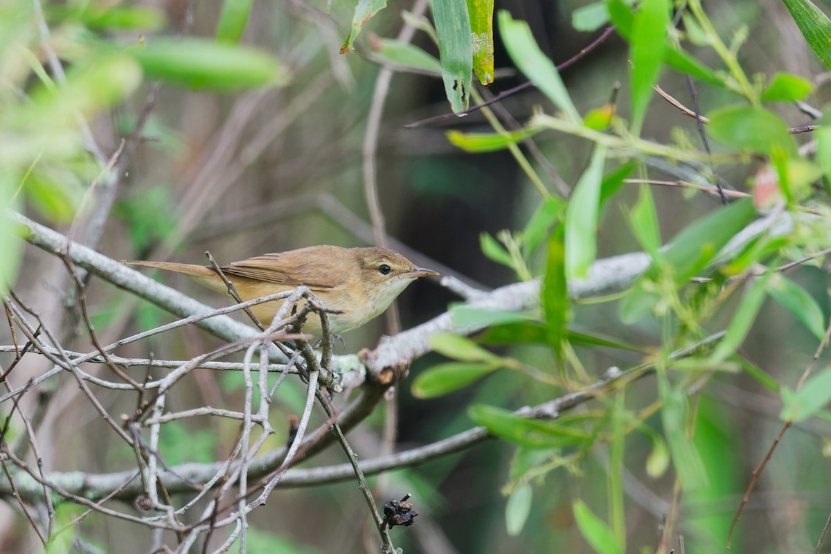 rákosník australský - ML644911348