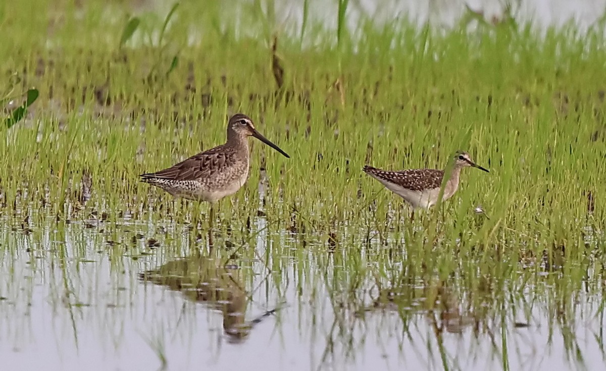 Long-billed Dowitcher - ML644911373