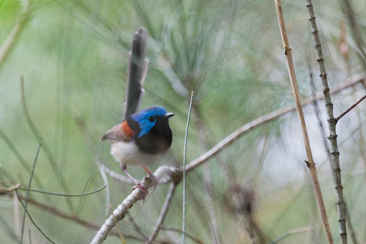 modropláštník proměnlivý - ML644911380