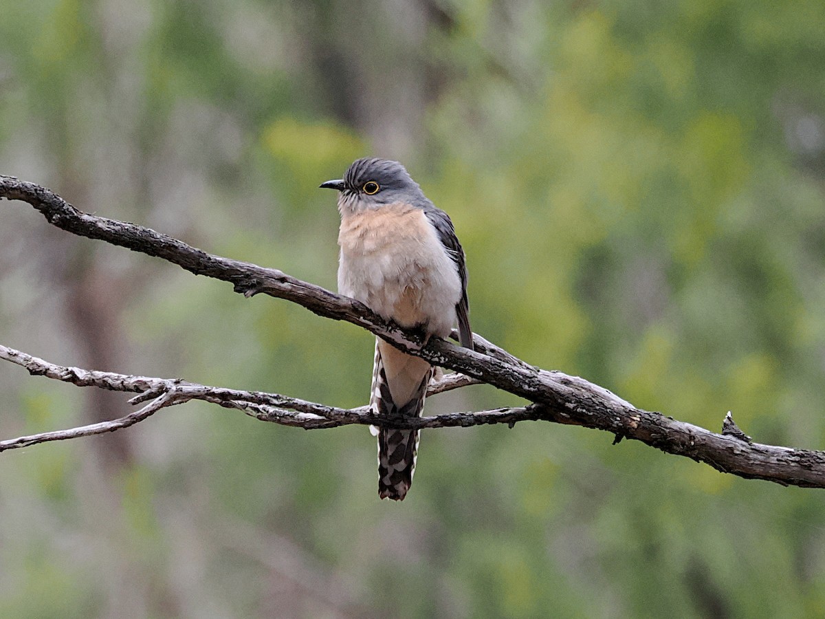 Fan-tailed Cuckoo - ML644911396