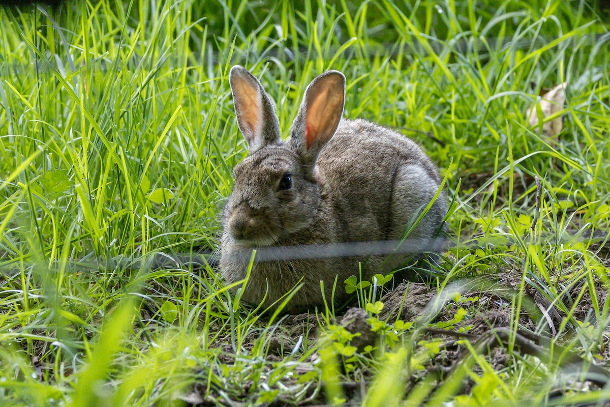 European Rabbit - ML644911406