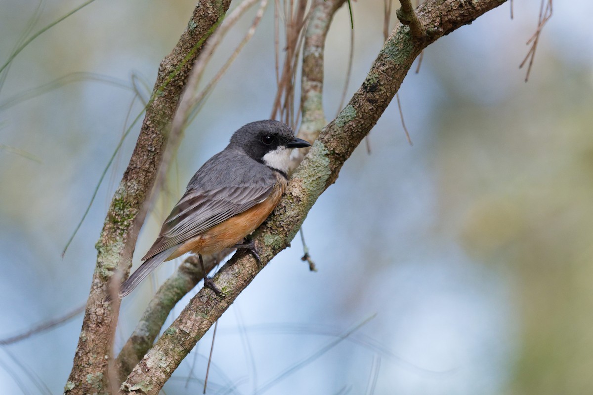 Rufous Whistler - ML644911411