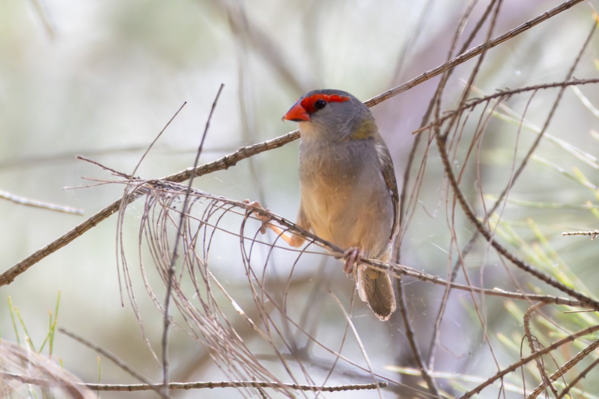 Al Kaşlı Belikınalı - ML644911412