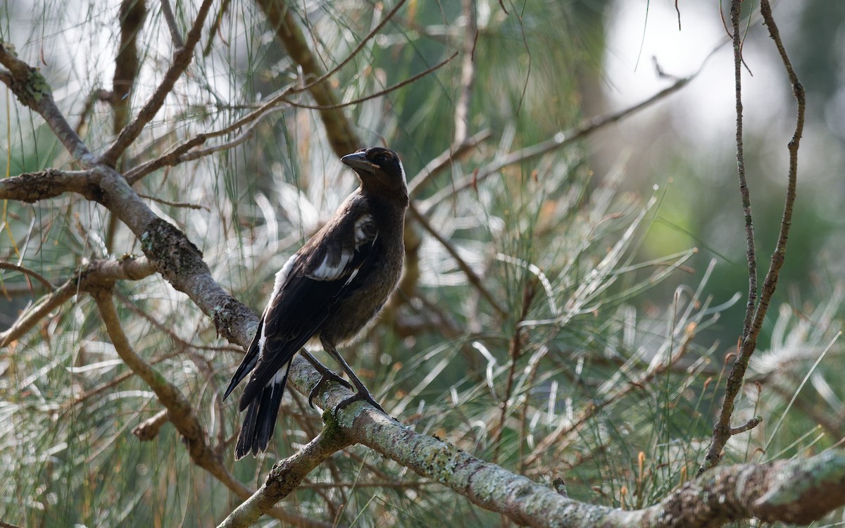 flétňák australský - ML644911416