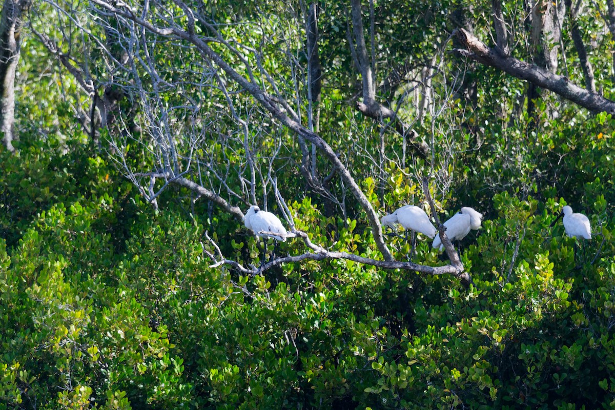 kolpík královský - ML644911423