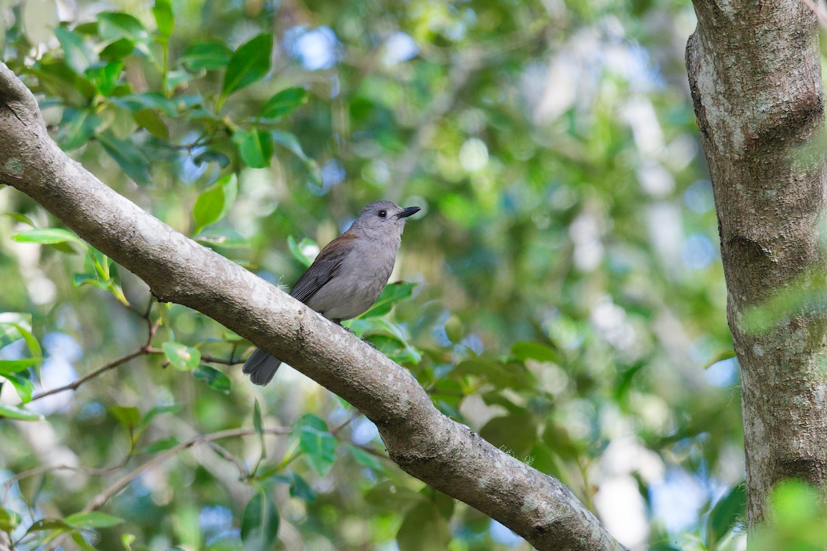 Gray Shrikethrush - ML644911428