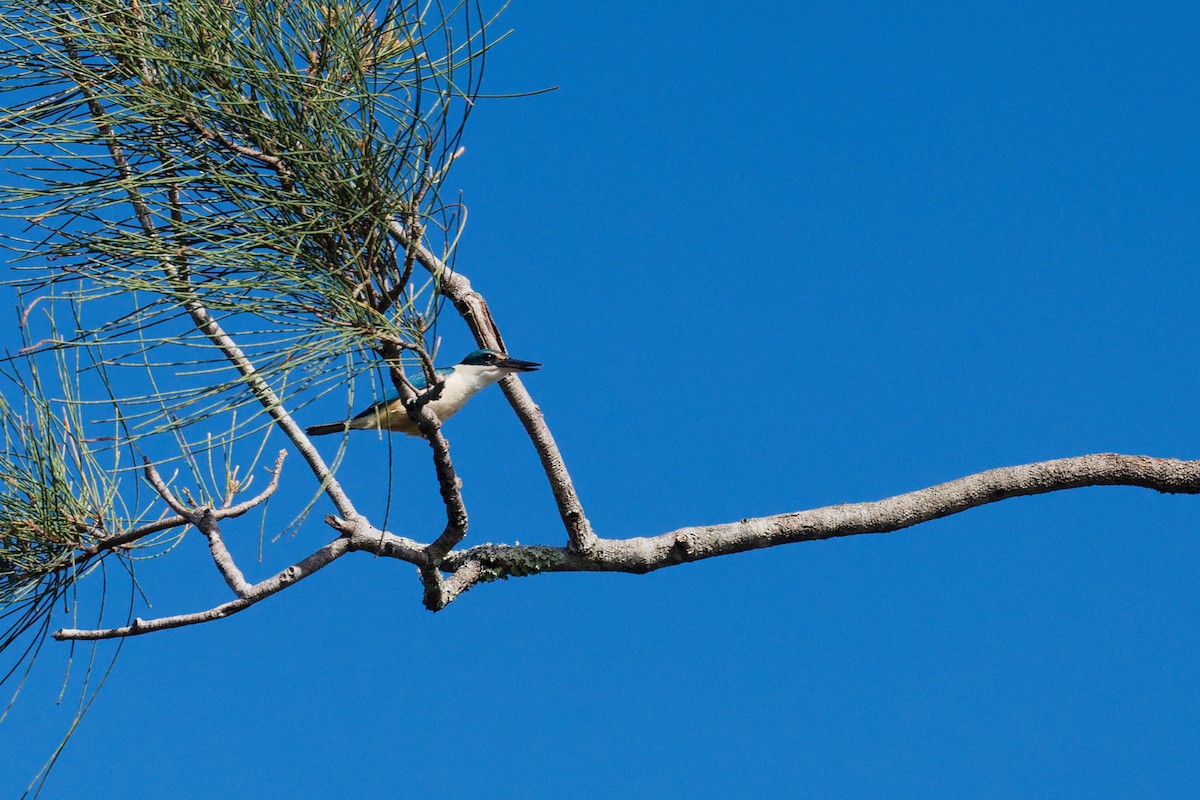 ledňáček posvátný - ML644911432