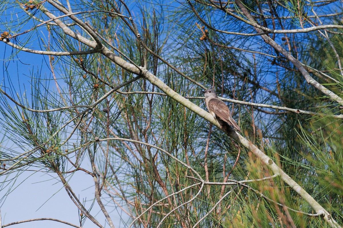 kukačka pokřovní - ML644911435