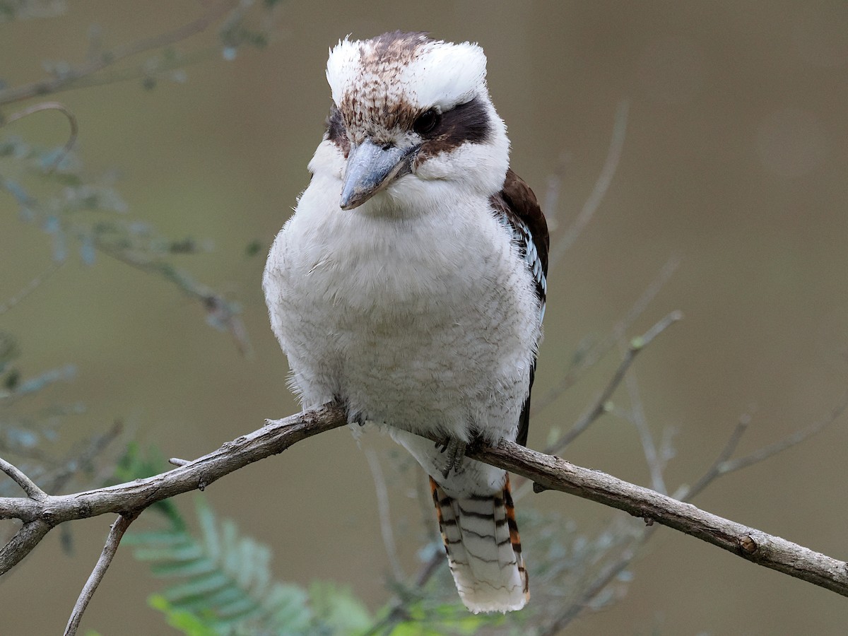 Laughing Kookaburra - ML644911436