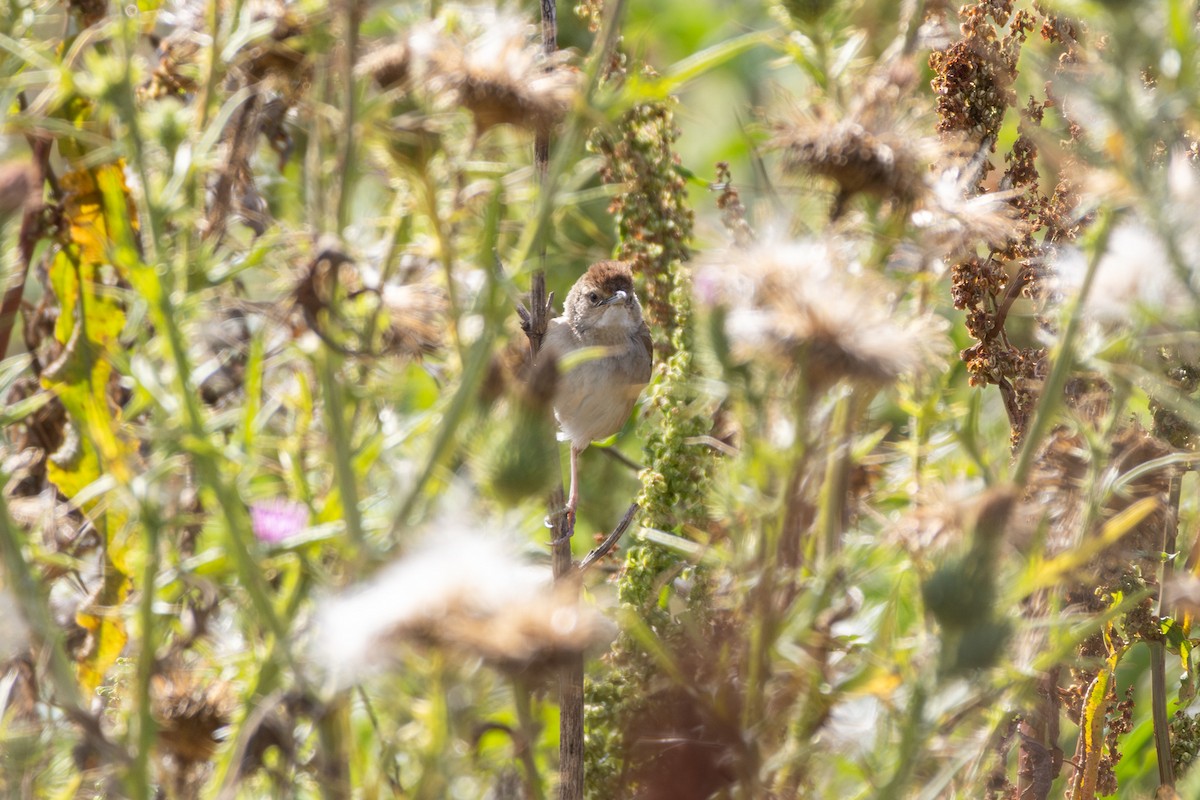 nymfesanger - ML644911460