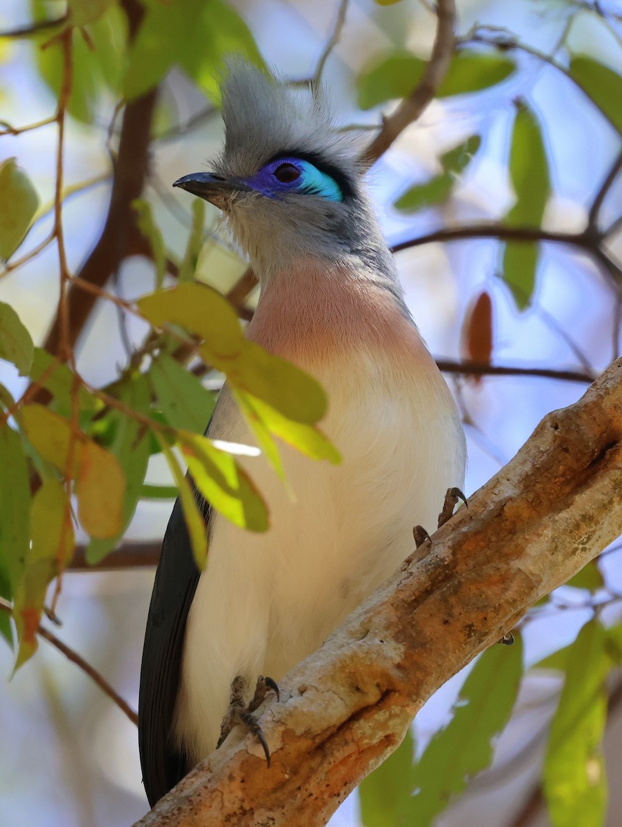 Crested Coua - ML644911471