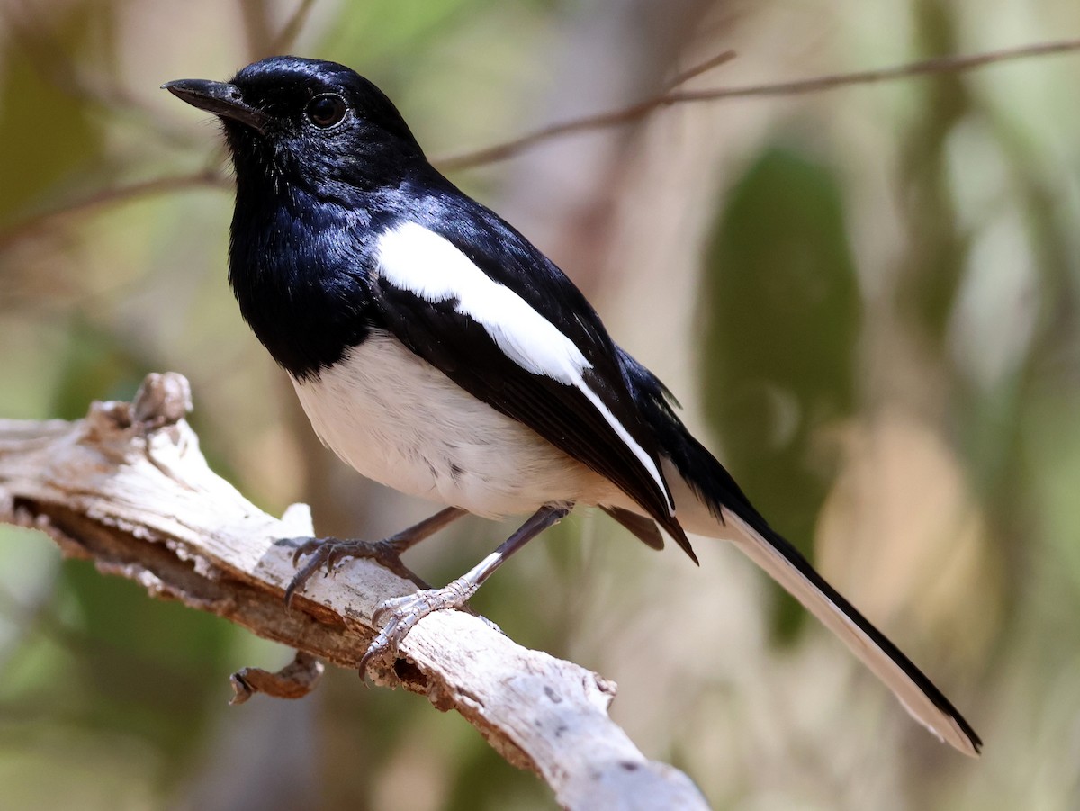 Madagascar Magpie-Robin - ML644911501