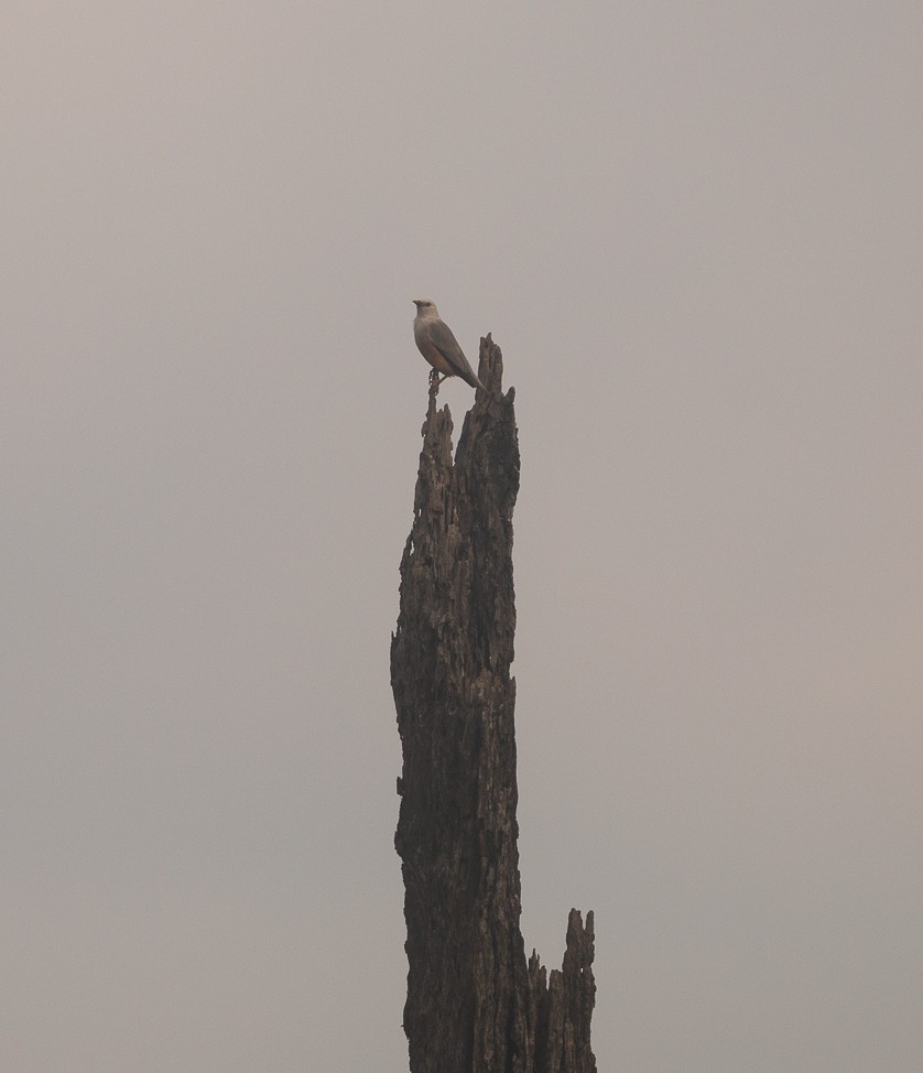 マラバームクドリ - ML644911504