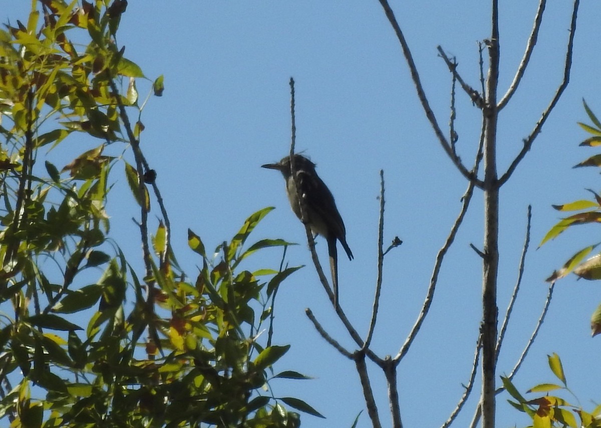 Greater Pewee - ML644911506