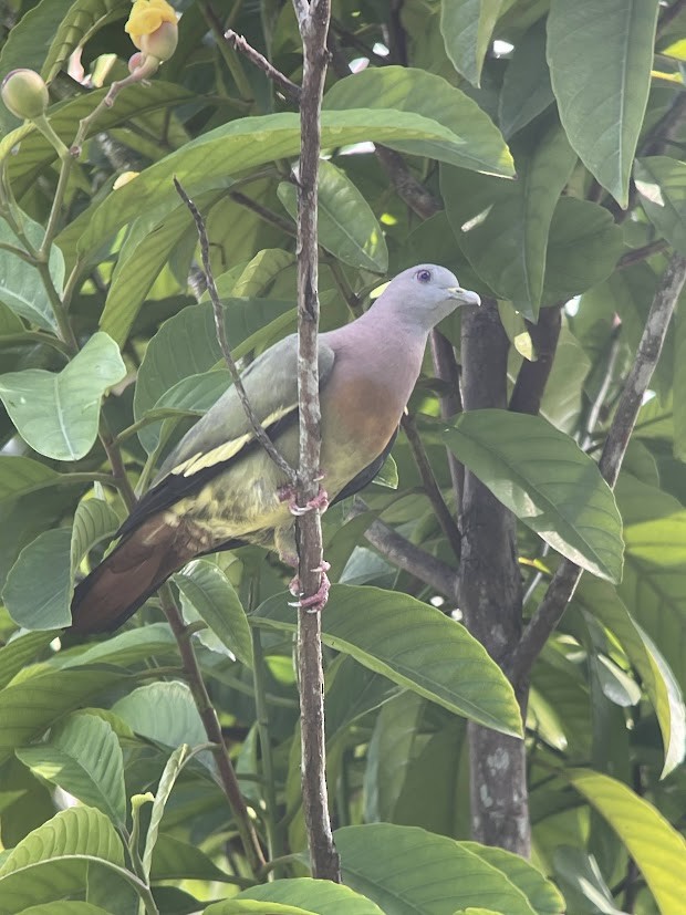 Pink-necked Green-Pigeon - ML644911509