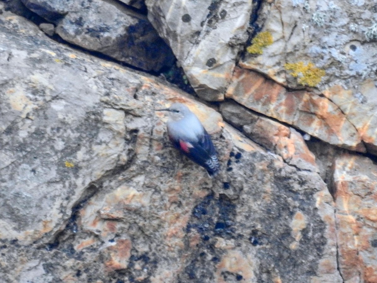Wallcreeper - ML644911520