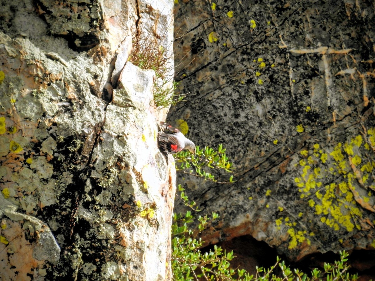 Wallcreeper - ML644911521