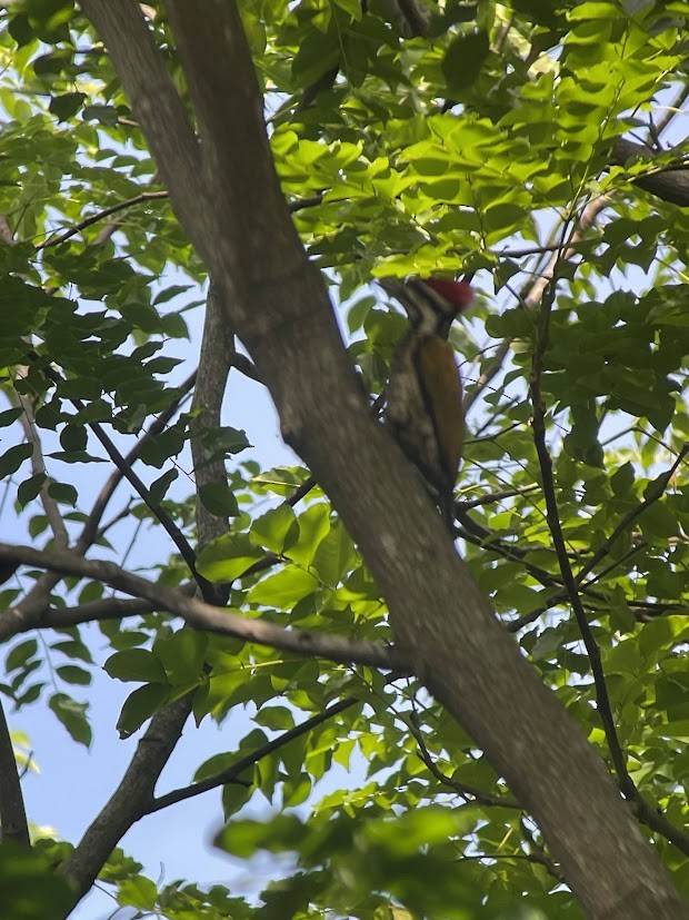 Common Flameback - ML644911527