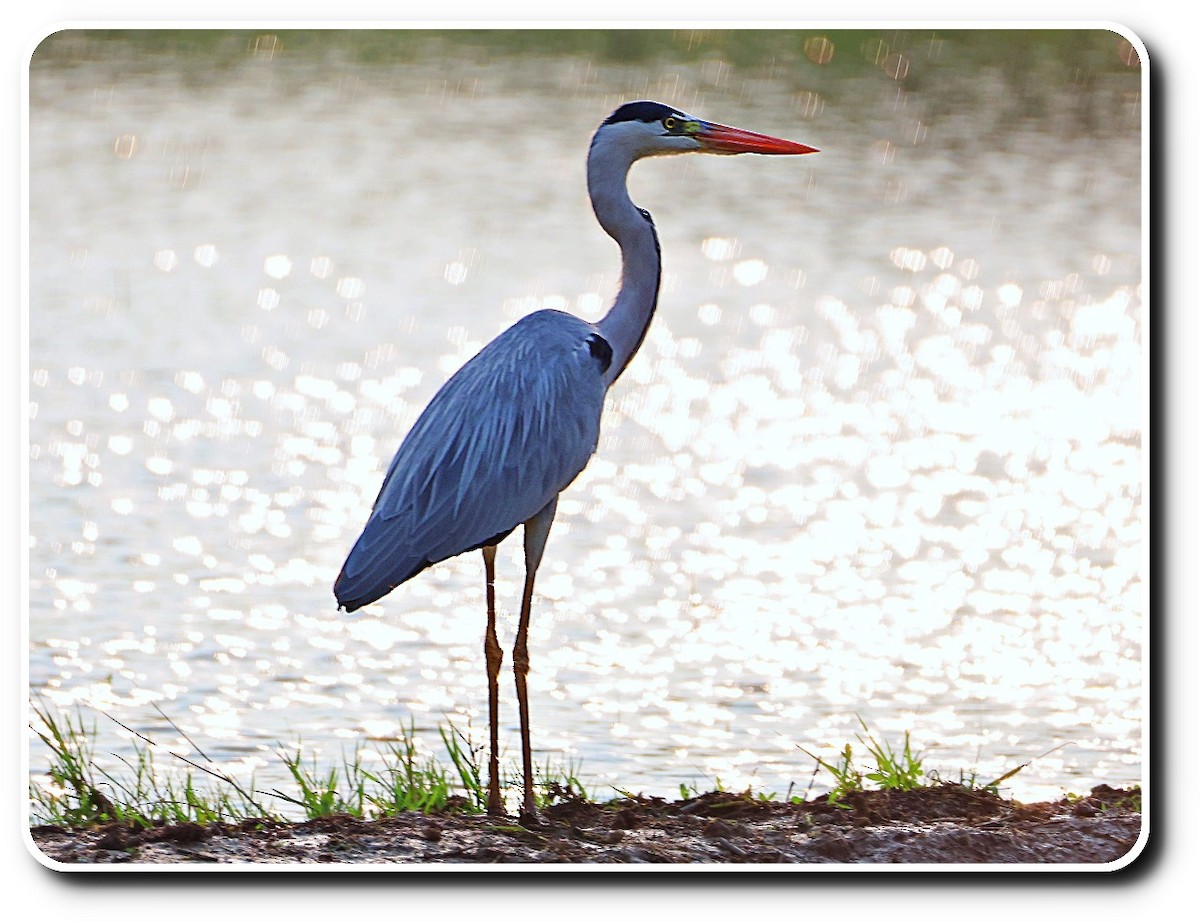 volavka popelavá - ML644911538