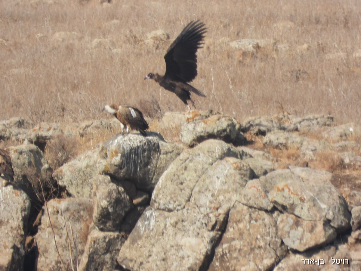 Sai beltza - ML644911549