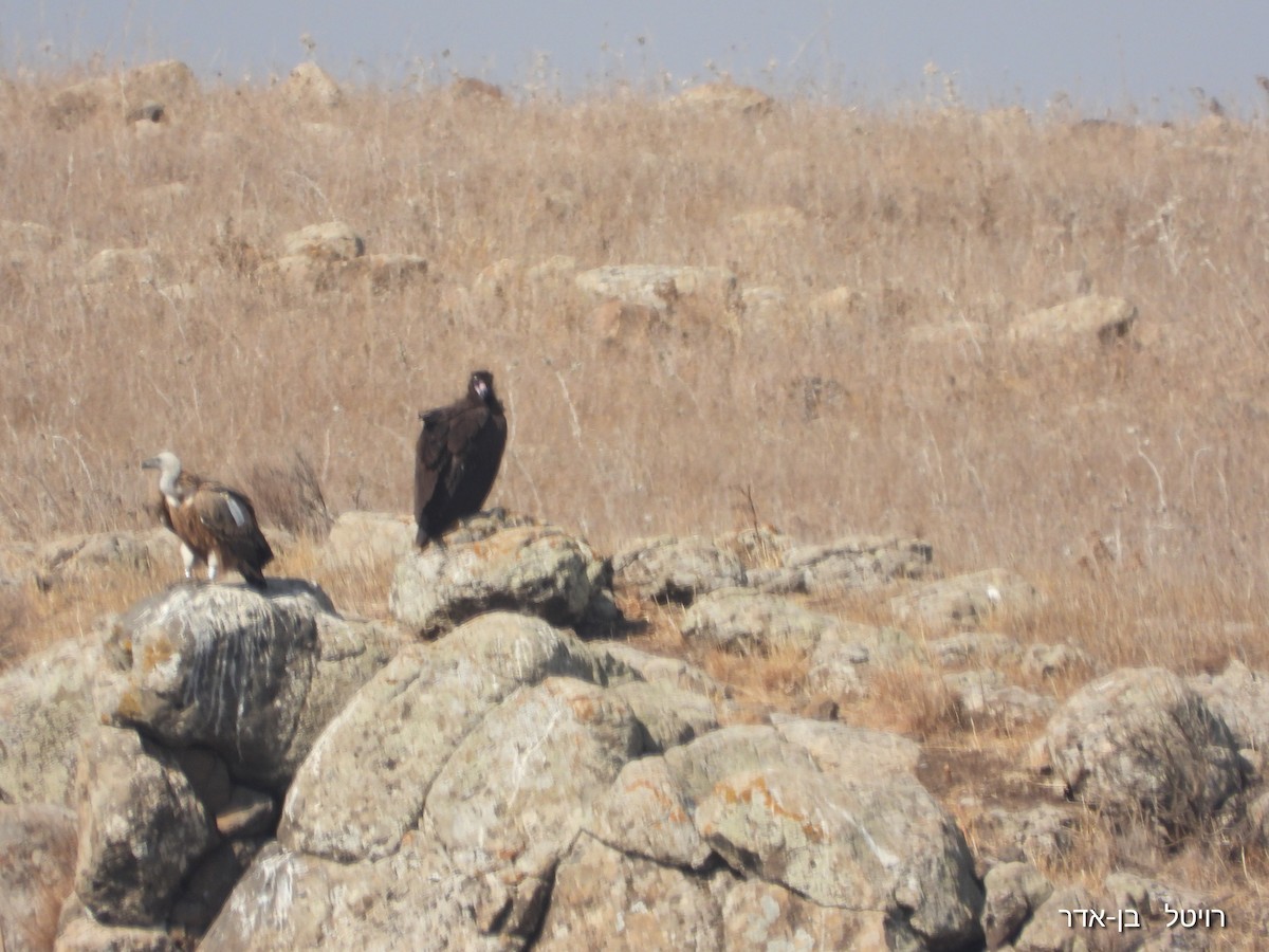 Sai beltza - ML644911550