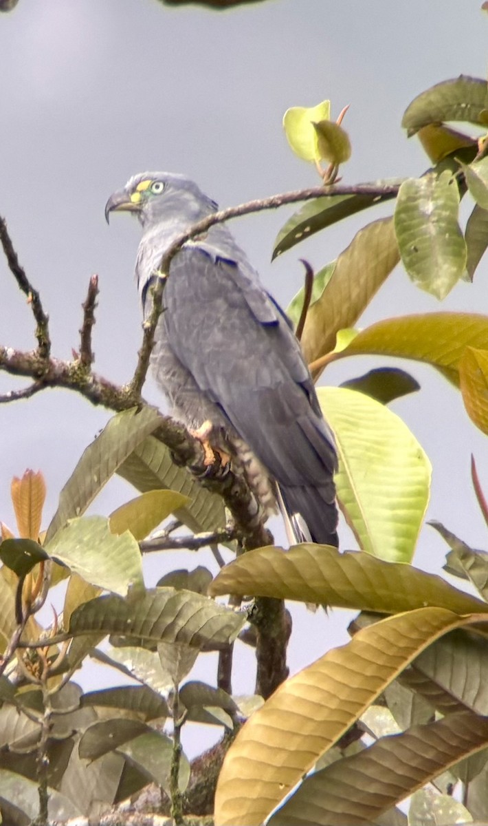 Hook-billed Kite (Hook-billed) - ML644911551