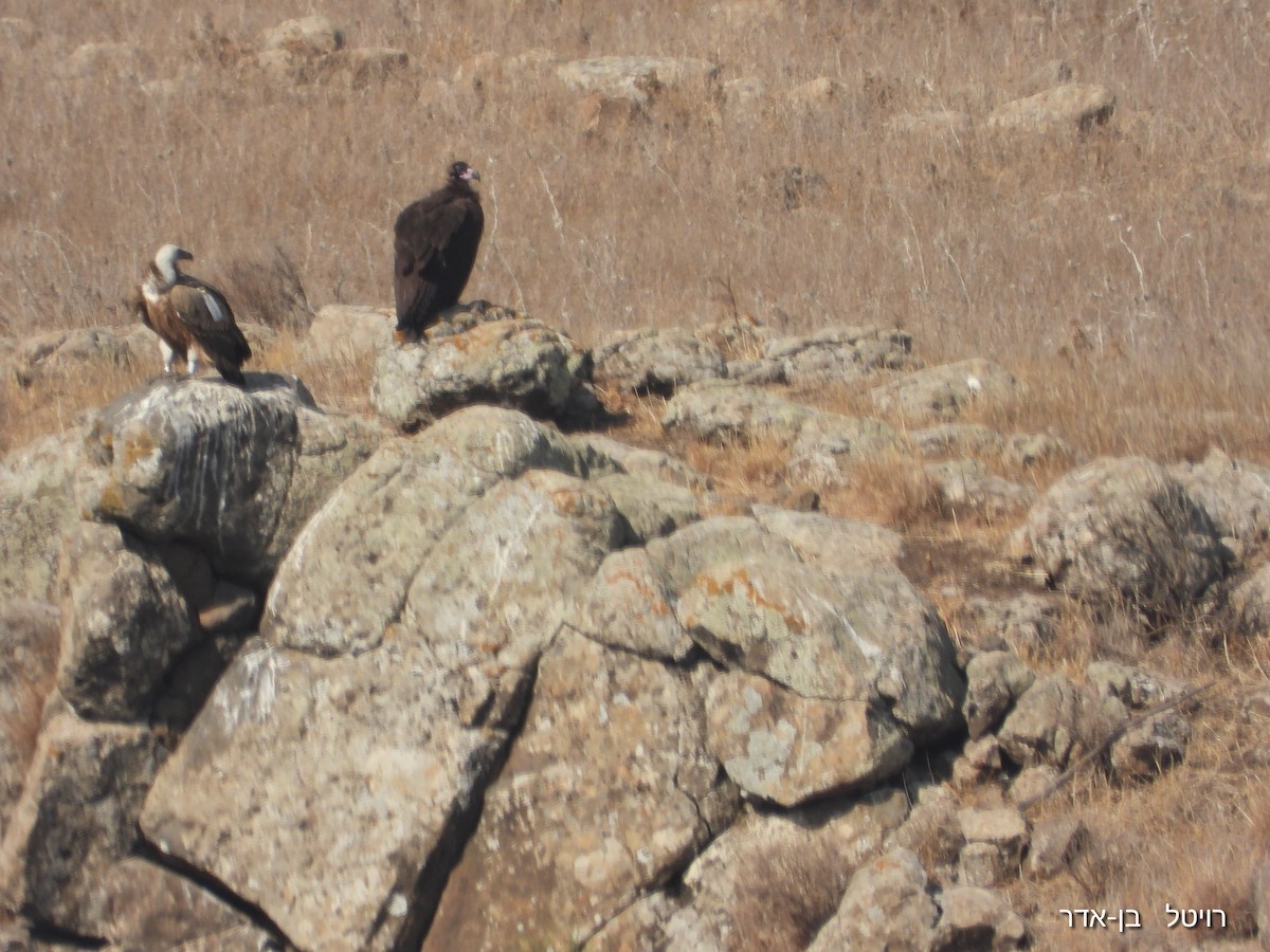 Sai beltza - ML644911552