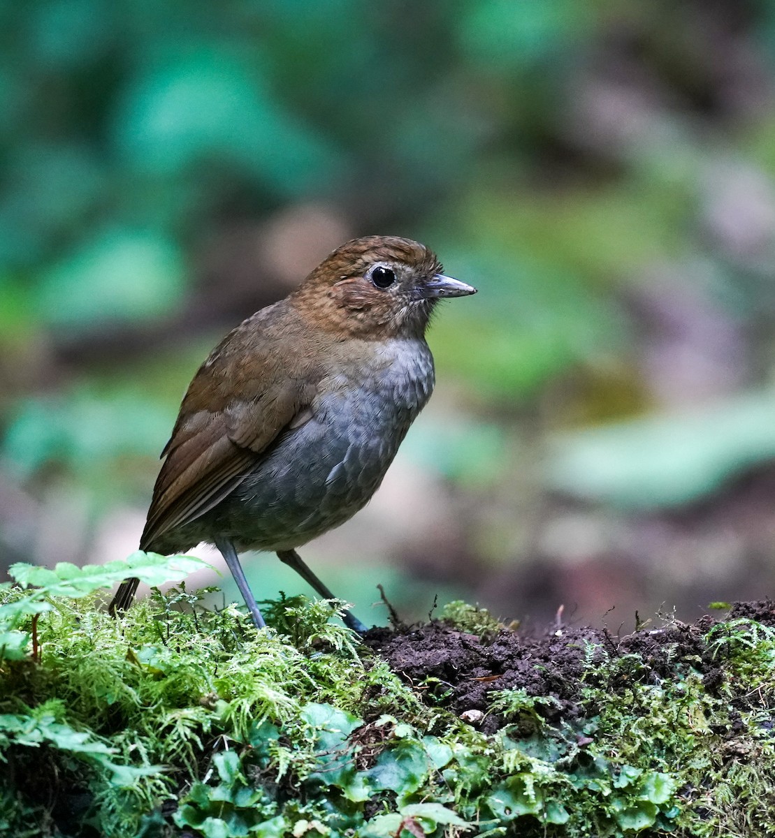 Urrao Antpitta - ML644911557
