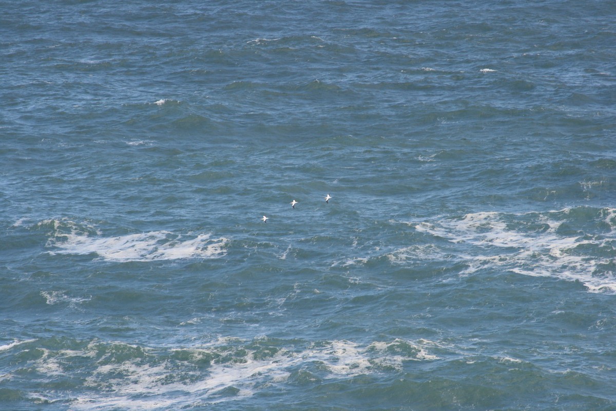 Avustralya Sümsüğü - ML644911565