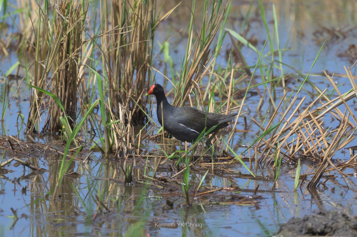 Eurasian Moorhen - ML644911590