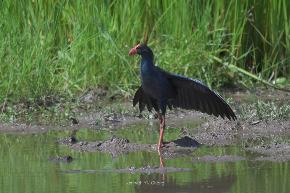Black-backed Swamphen - ML644911594