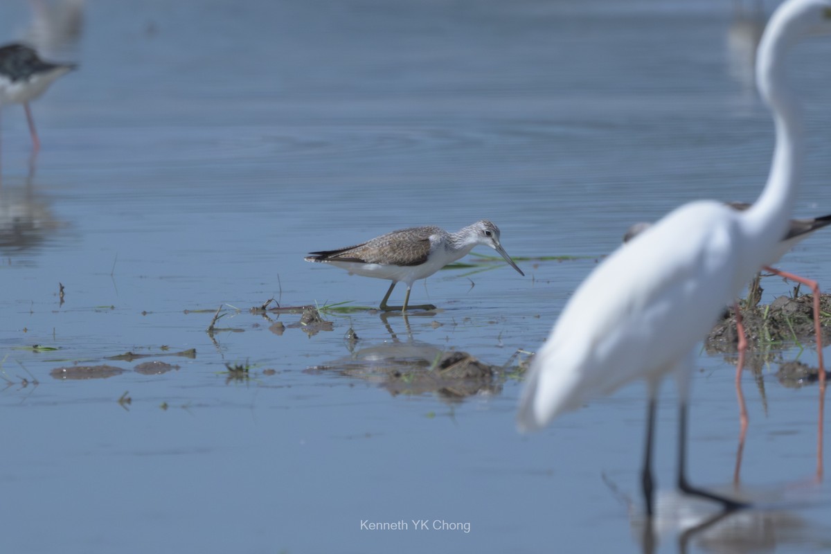 Common Greenshank - ML644911599