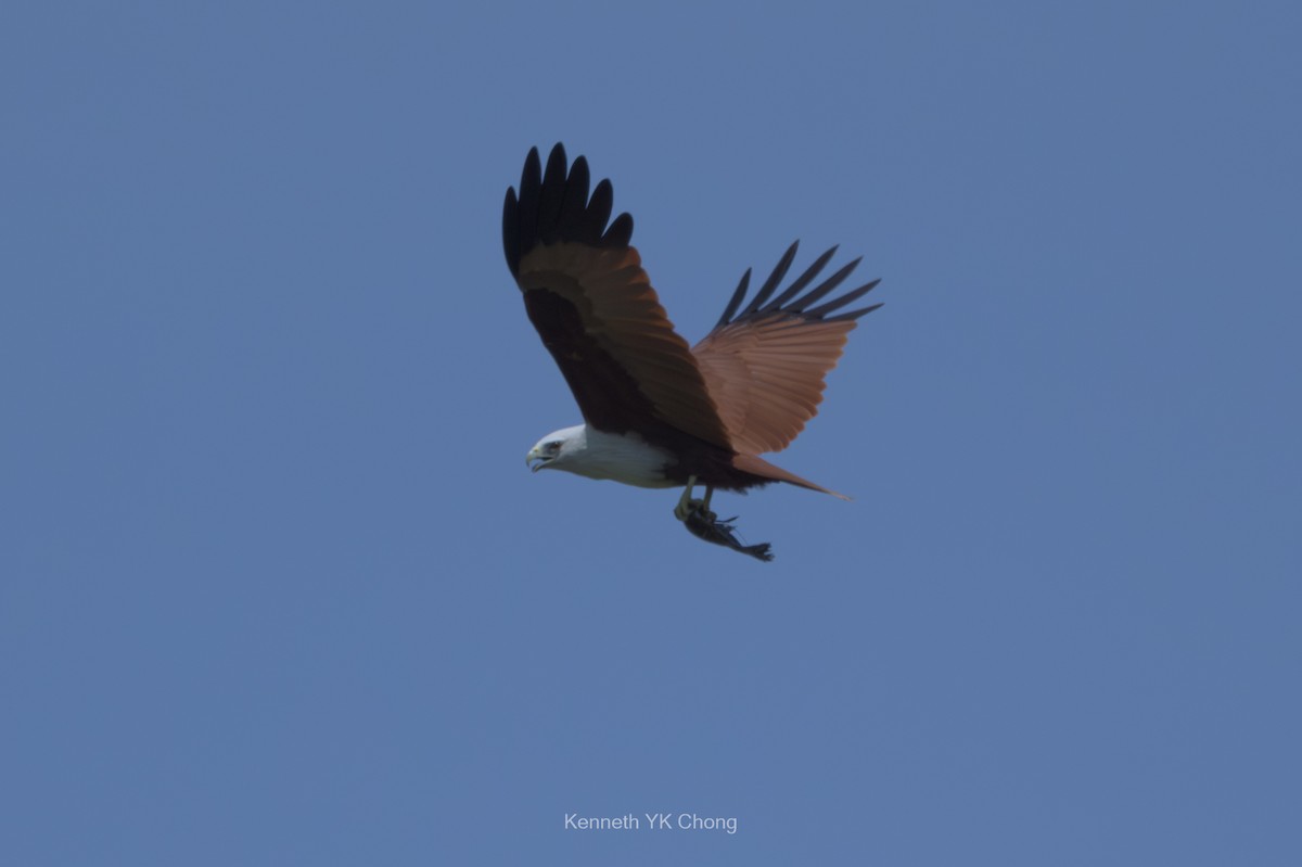 Brahminy Kite - ML644911608