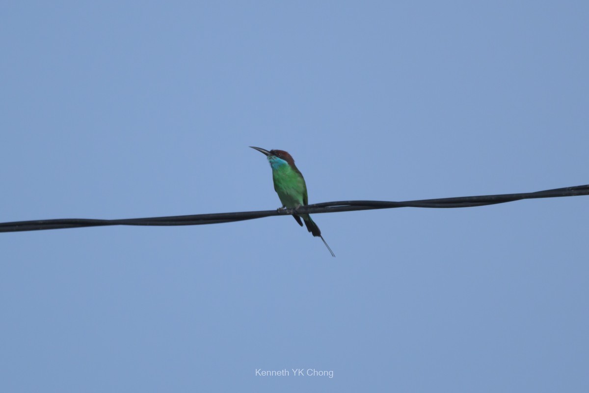 Blue-throated Bee-eater - ML644911611