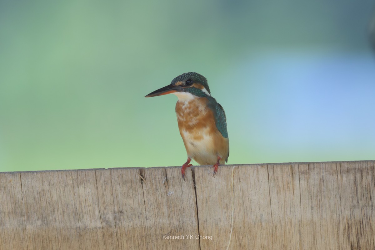 Common Kingfisher - ML644911616