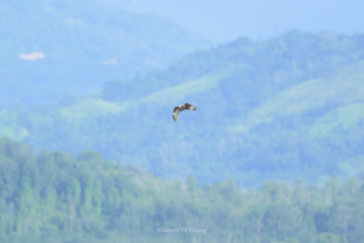 moták východní - ML644911632