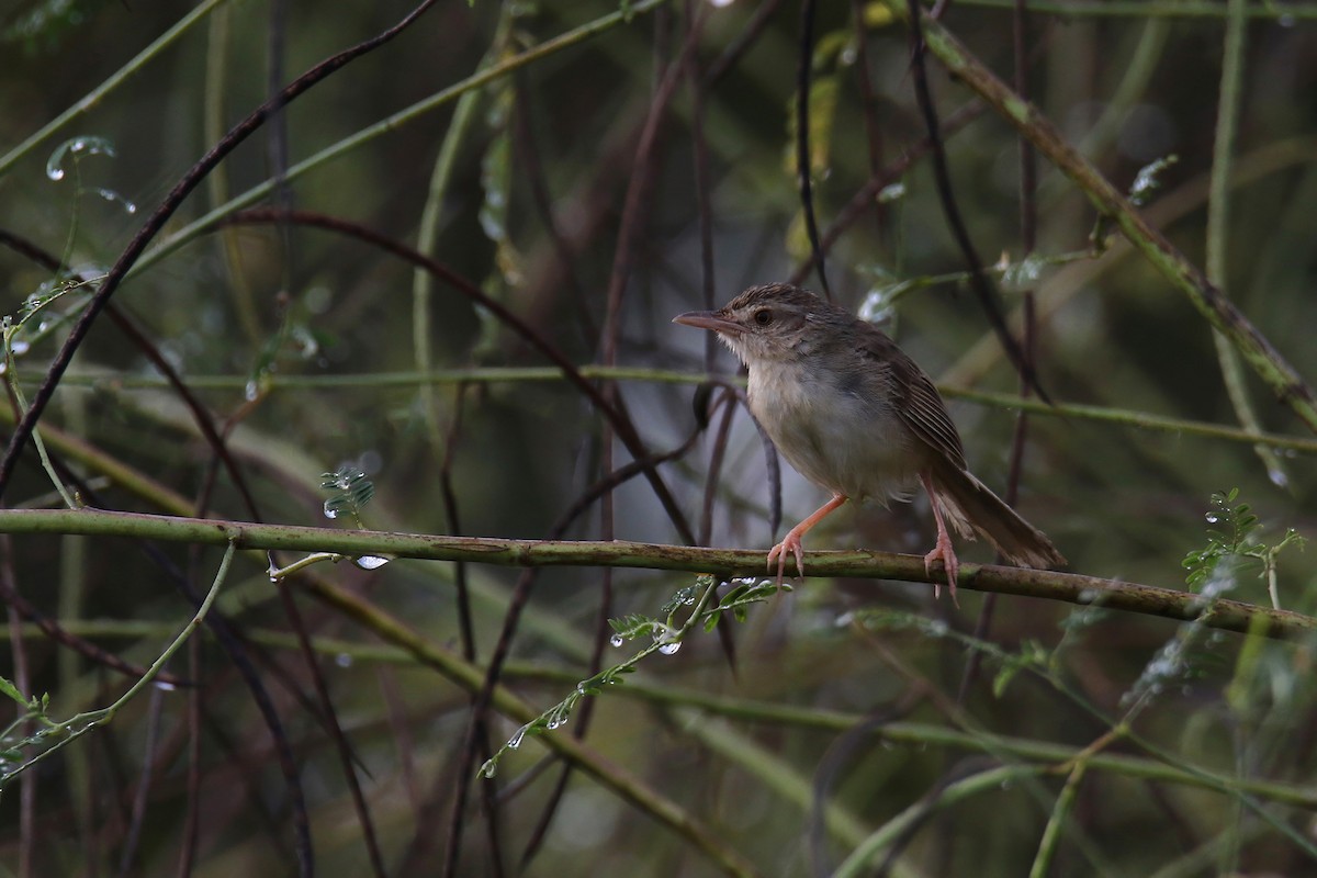 Brown Prinia - ML644911634