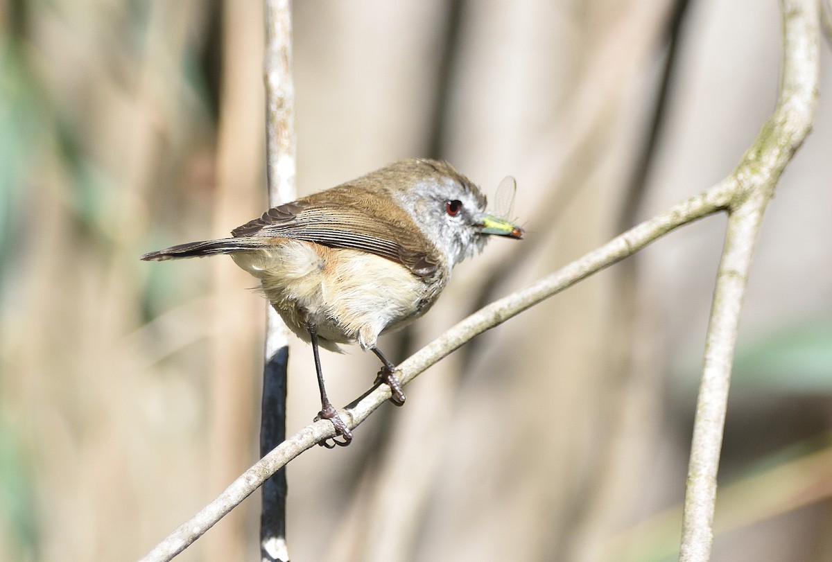 Brown Gerygone - ML644911635