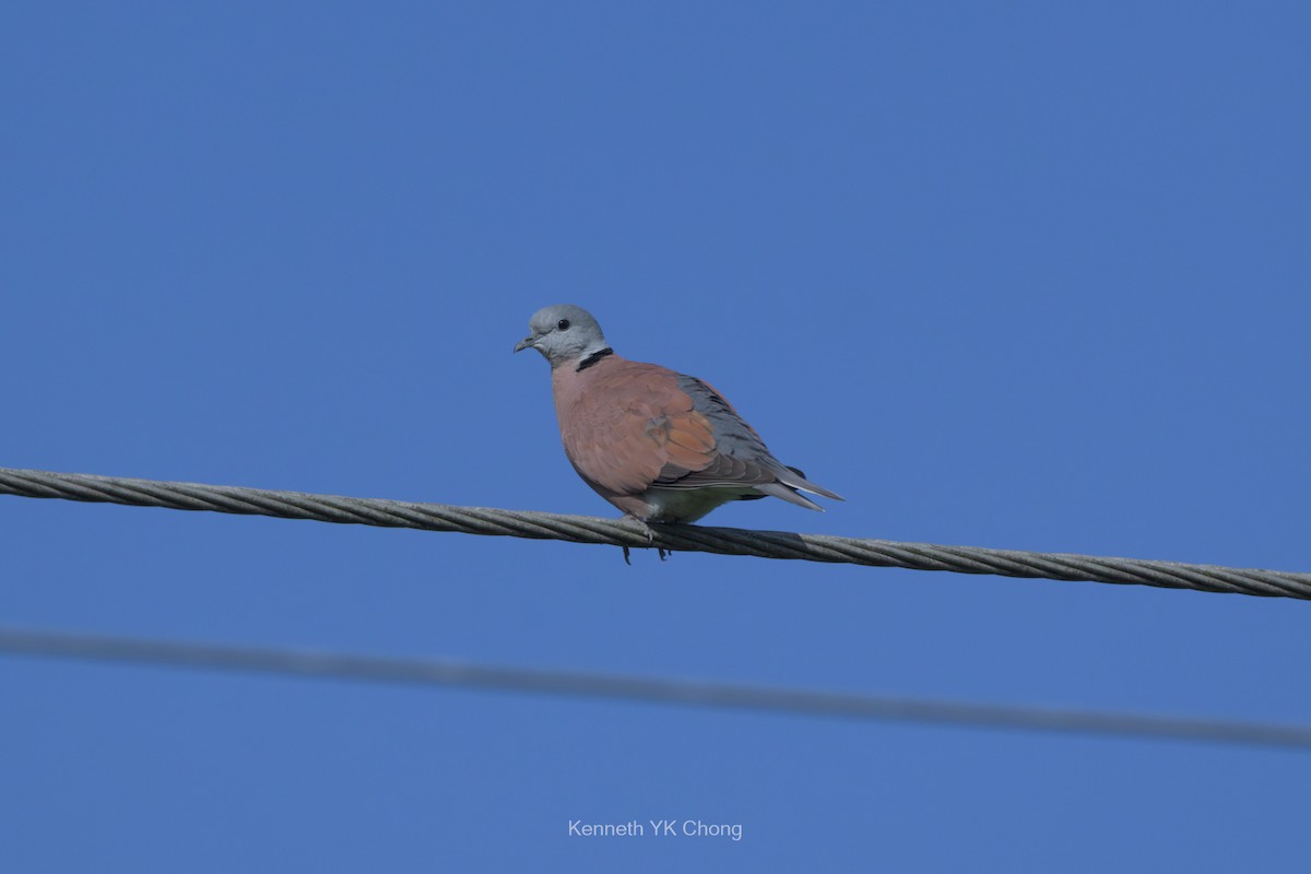 Red Collared-Dove - ML644911648
