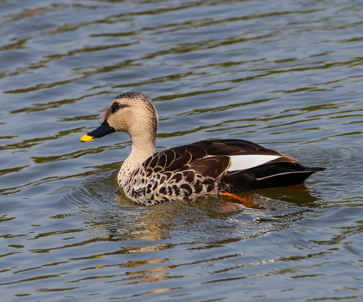 Ahate mokopikart indiarra - ML644911683