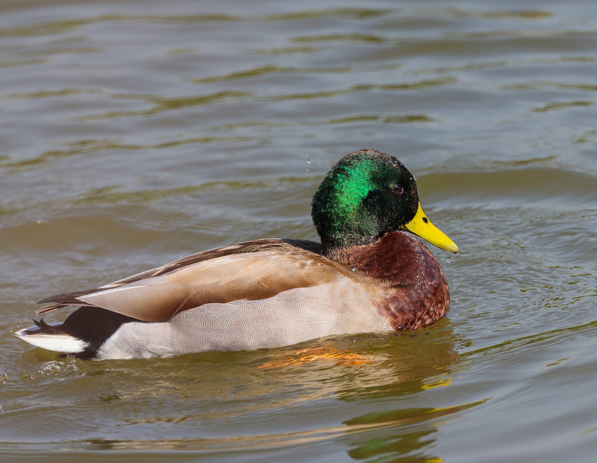 Basahatea - ML644911687